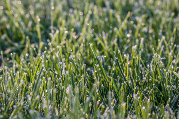 Frosty blades of grass