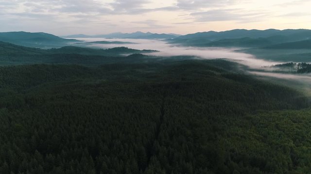 fog over the forest in the Ukrainian Carpathians