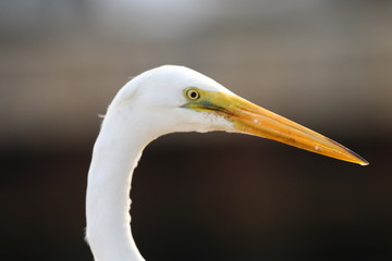 portrait of egret