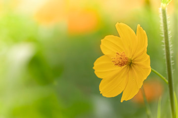 Beautiful yellow flowers in the morning dew Shallow depth of field