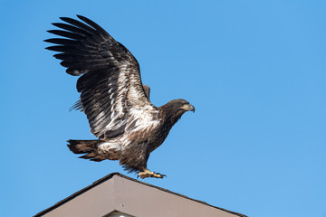A fledgling Bald Eagle landing on a rooftop.