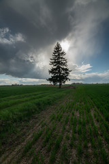 Fototapeta na wymiar spruce, green grass, and clouds