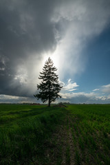 spruce, green grass, and clouds