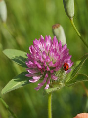 初夏の花_ピンク_てんとう虫