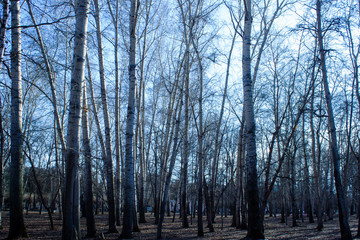 Tall poplars without leaves in the park. Spring.