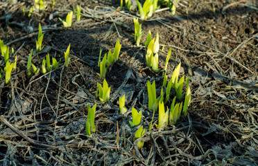 Sprouts of flowers on dried grass. Spring.