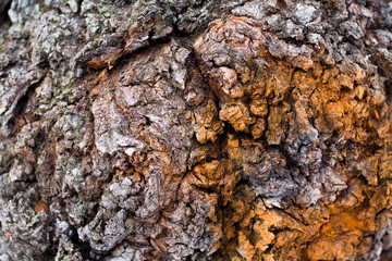 The texture of the bark of a tree. Natural background. Sick tree.