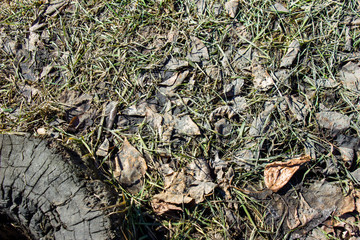 Yellow grass with yellow leaves. Spring in Gograd