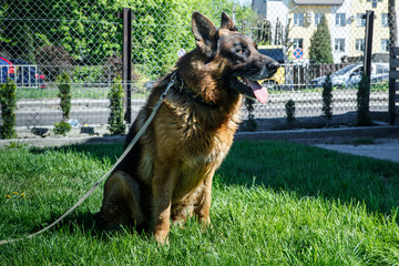 gorgeous german shepherd male dog on laser leash sits