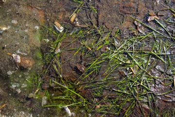 Naklejka na ściany i meble A puddle of grass and trash. Dirt in the spring in the city.