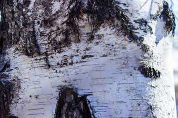 The texture of the birch bark. White bark with black spots.
