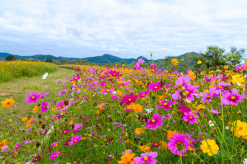 Cosmos flower beautiful wiht pink and yellow