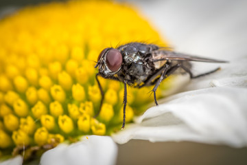 Fliege