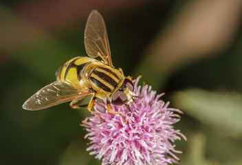 Sumpfschwebefliege