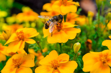 Single bee on a yellow flower surrounded by multiple yellow flowers
