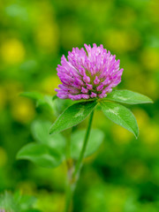 初夏の花_ピンク