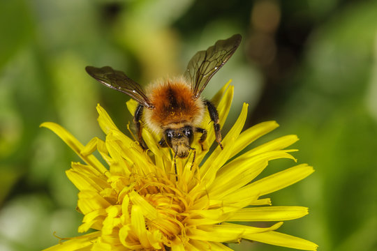 Ackerhummel