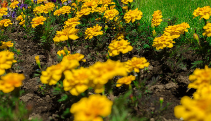 Yellow marigolds on the flowerbed on a sunny day. Summer time. Floral background.