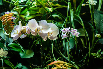 Orchid in the rainforest. Aquarium on the Russian island.