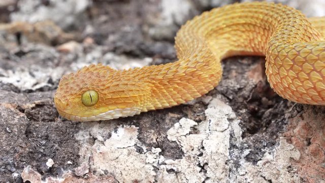 Colorful Venomous Bush Viper crawling and flicking forked tongue
