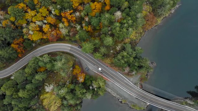 Aerial footage of a coastal highway road winding through a evergreen forest with autumn trees. - 4K 24FPS