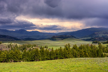 Hayden Valley in Yellowstone National Park. Scenic view of the American West