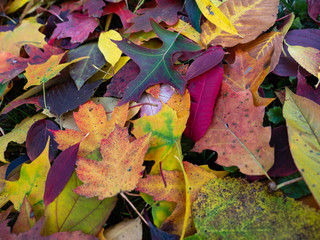 fall leaves 4