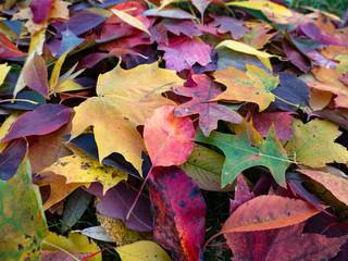 fall leaves 5