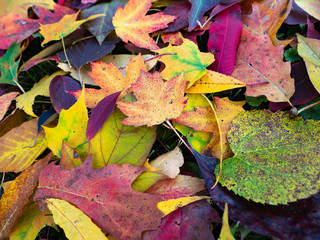 fall leaves 6