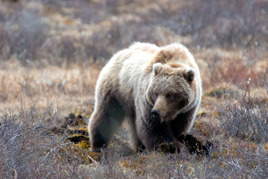 Young Female Grizzly Bear [ursus arctos horribilis] in the mountain in Denali National Park in Alaska United States