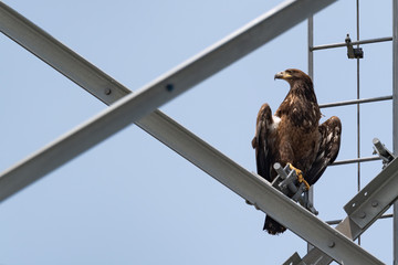 A fledgling Bald Eagle perched in an urban environment.