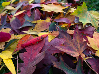 fall leaves 12