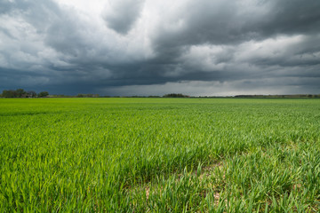 stormy clods and green field