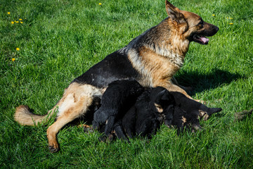 beautiful adult german shepherd female feeds small puppies