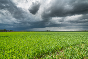 Fototapeta premium stormy clods and green field