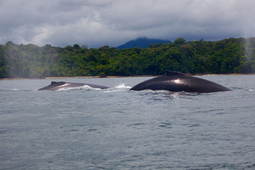 Fototapeta premium humpback whale (Megaptera novaeangliae)