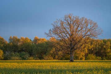 Naklejka premium Big oak