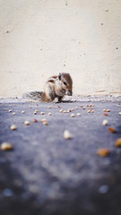 lovely pose miss squirrel