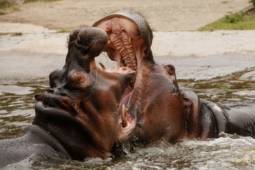 two hippopotamus play in the zoo lake