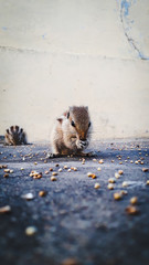 a lovely shot of squirrel