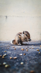 a beautiful shot of squirrel