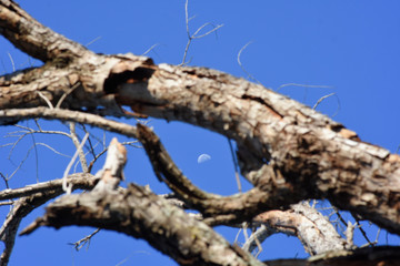 FarAway moon over daylight sky with blur  foreground of tree branch