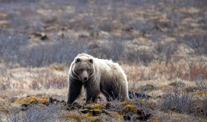 Photo sur Plexiglas Denali Ours grizzli [ursus arctos horribilis] dans la montagne dans le parc national Denali en Alaska United States