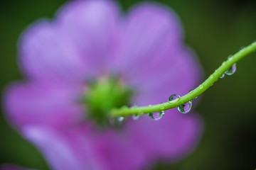 雨の秋桜（コスモス）