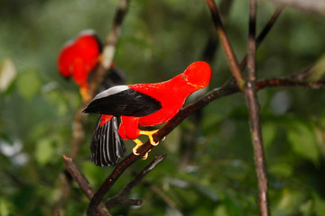 Andean Cock-of-the-rock (Rupicola peruvianus)