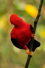 Andean Cock-of-the-rock (Rupicola peruvianus)