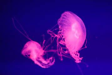 Jellyfish trendy pink in blue transparent water close-up, abstract background