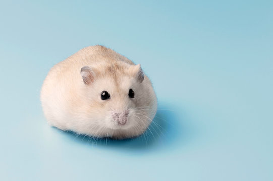 Dwarf furry hamster lies on blue background close-up, copy space