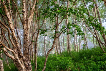 ペトロパブロフスク‐カムチャツキー