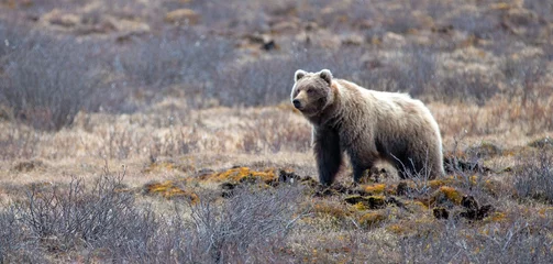 Crédence de cuisine en verre imprimé Denali Grizzly Bear [ursus arctos horribilis] in the mountain in Denali National Park in Alaska United States